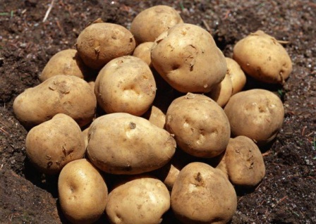 Картофель Potato Valiza