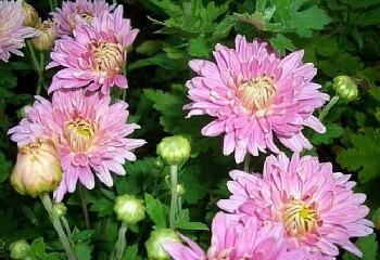 Хризантема Chrysanthemum Kupava 