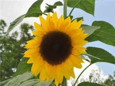 Подсолнечник Sunflower Arikara.