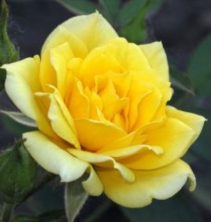Роза Rósa Yellow Doll