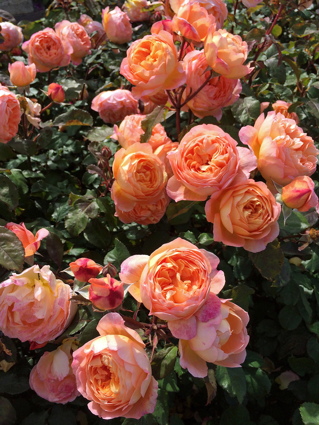Роза Rósa Lady Rose