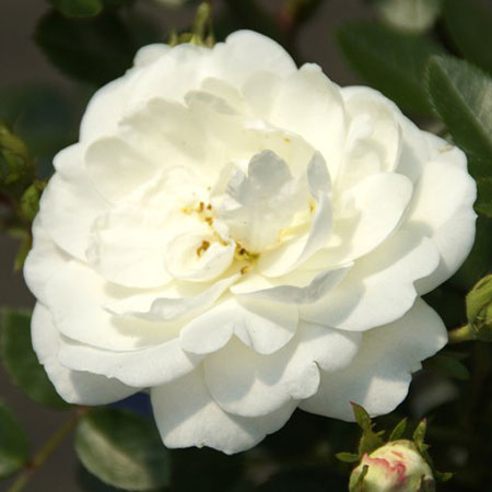 Роза  Rósa White Babyflor