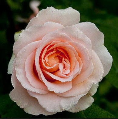 Роза Rósa Johann Strauss