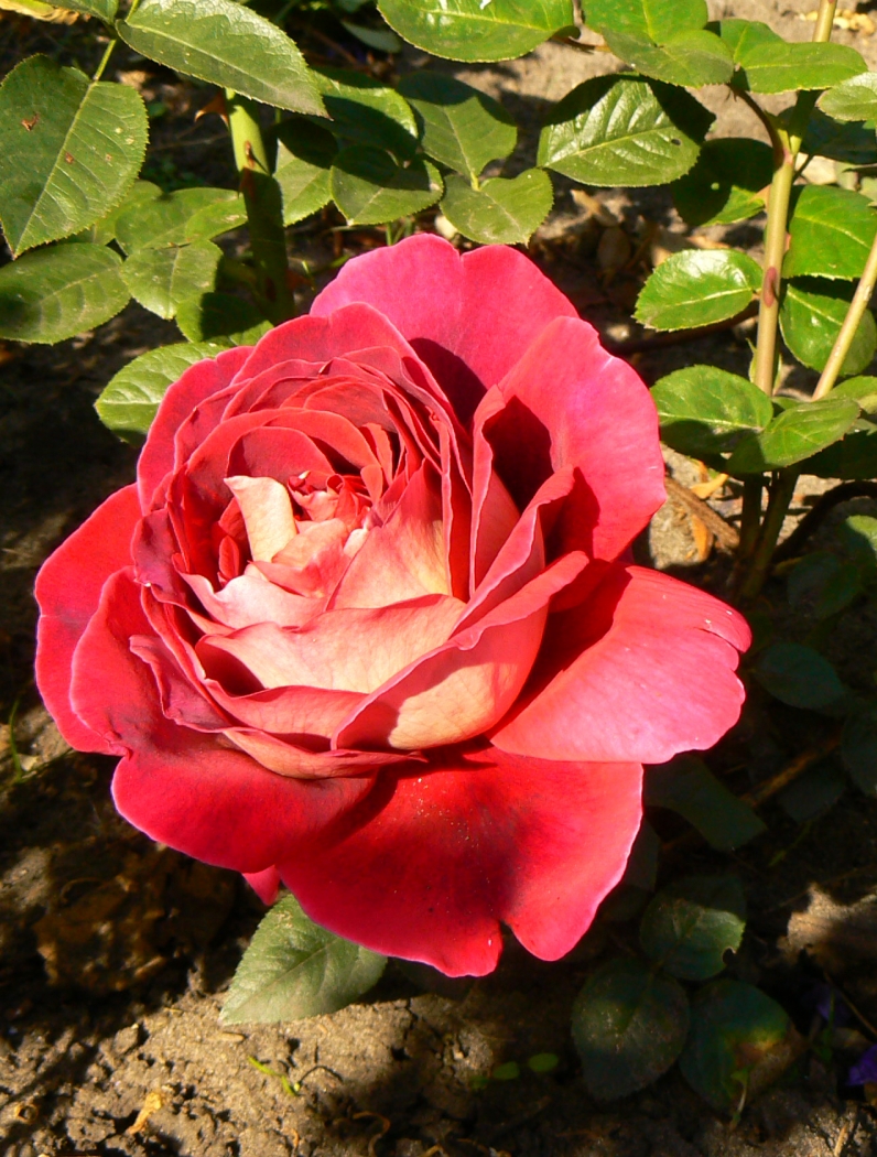 Роза Rósa Bolchoi