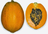 Папайя или Дынное дерево Carica papaya Pusa Dwarf 