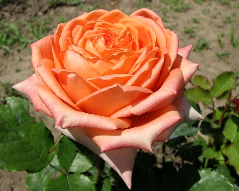 Роза Rósa Eldorado