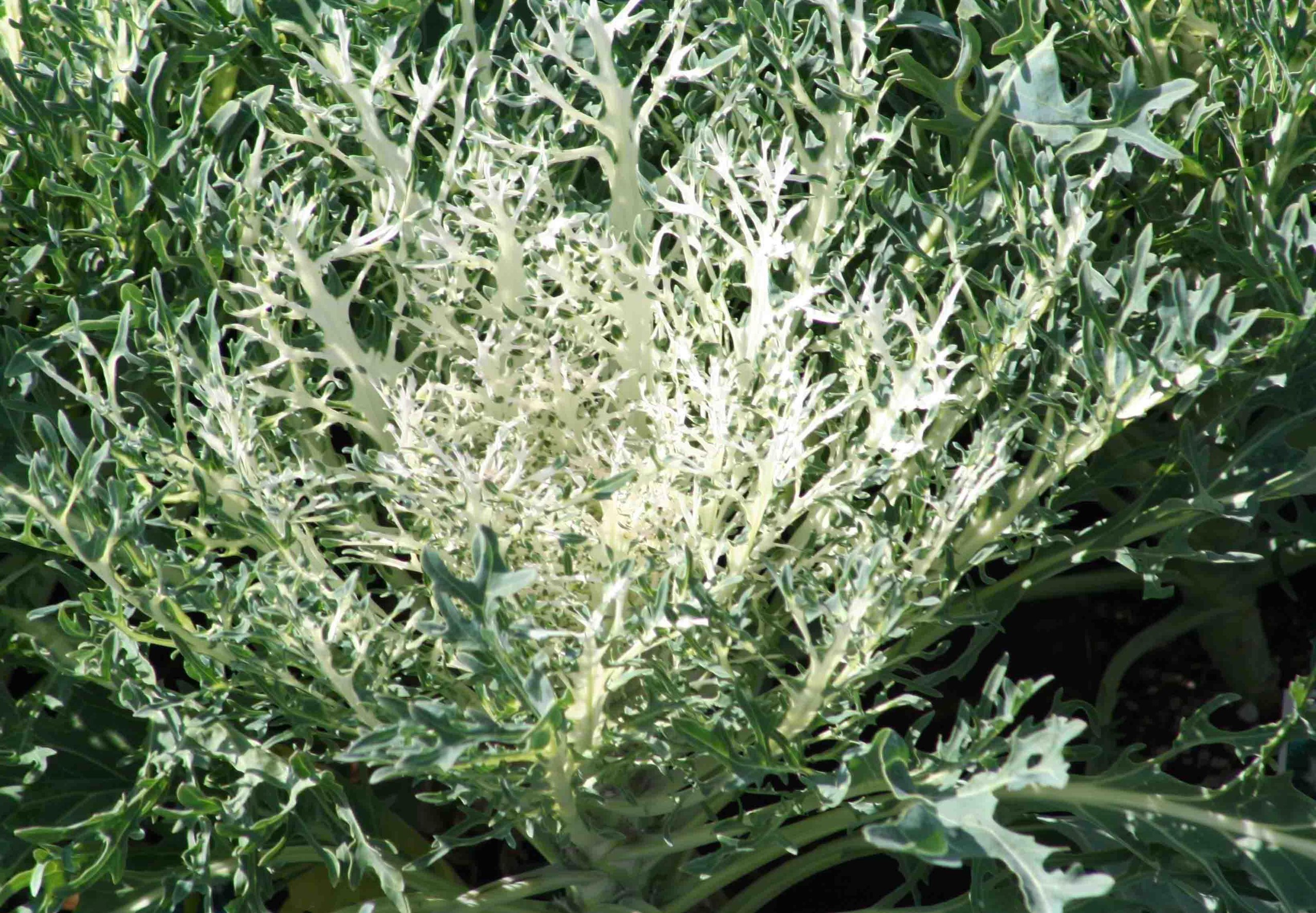 Капуста листовая Кале Kale Peacock White