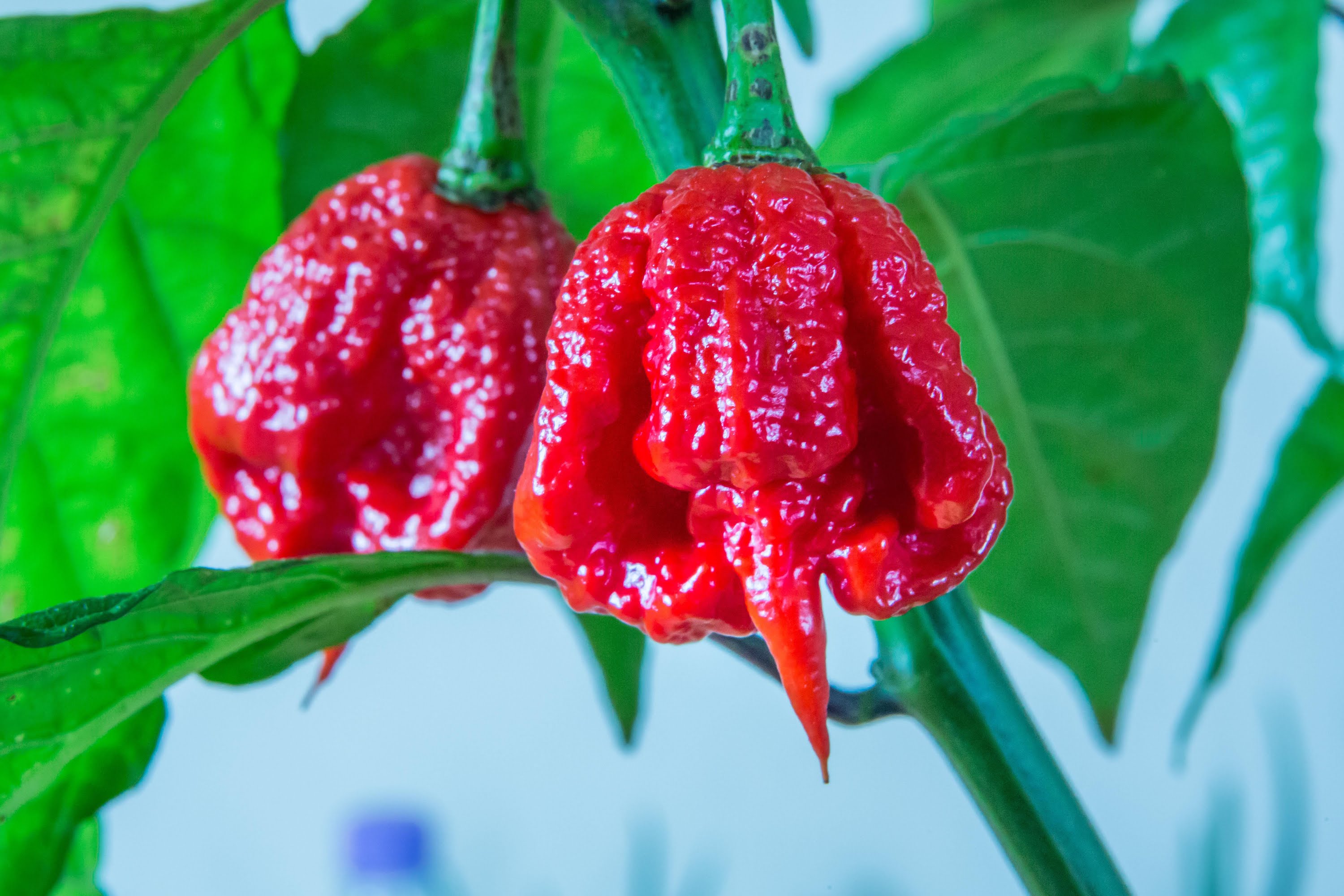 20 Fresh Trinidad Scorpion Red Moruga Super-Hot Pepper Seeds – 2025 Harvest