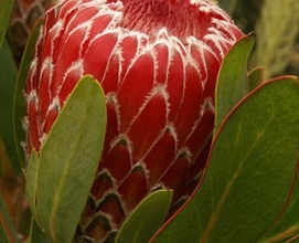 Протея или Сахарный кустарник Protea Candida 