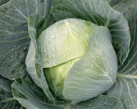 Капуста кочанная Cabbage Toughma 