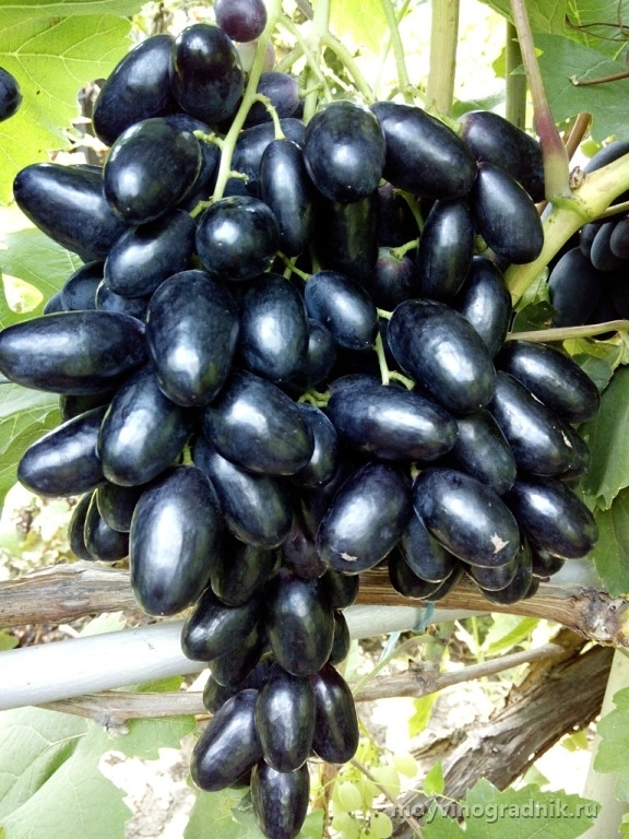 Виноград плодовый Vitis vinifera Black Finger