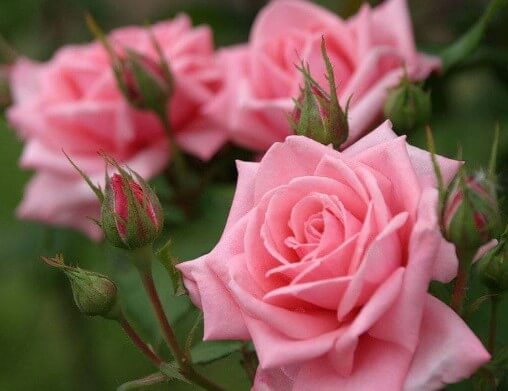 Роза Rósa Candy Rose