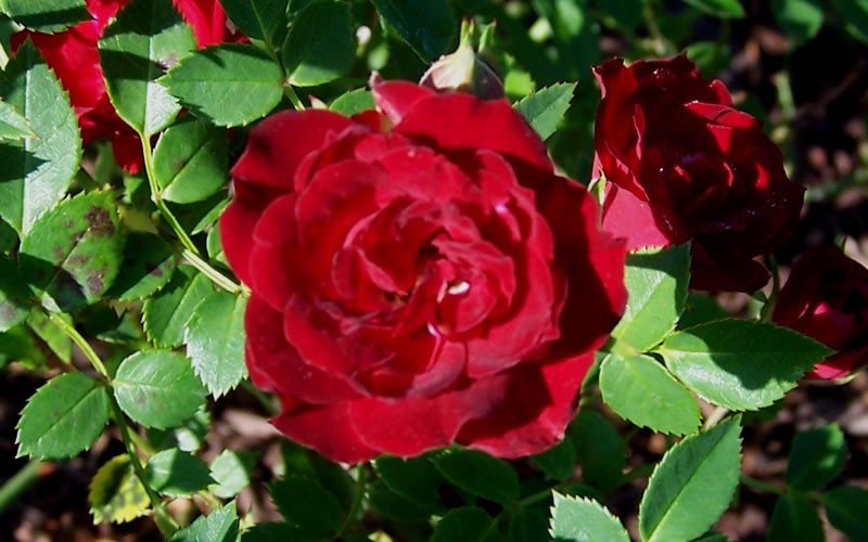 Роза Rósa Red Cascade
