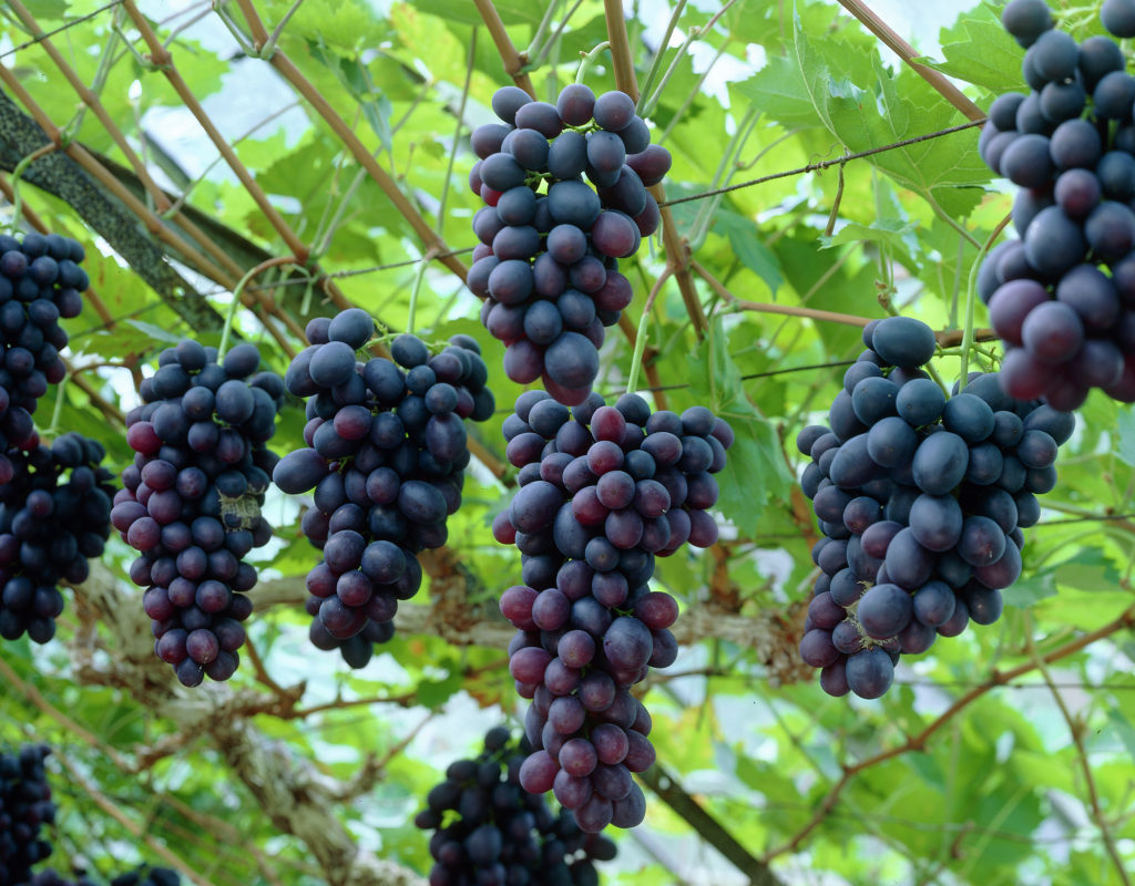 Виноград плодовый Vitis vinifera Pola