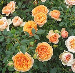 Роза Rósa Apricot Sunblaze