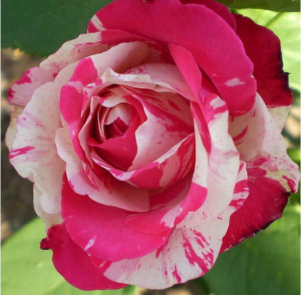 Роза Rósa Satina