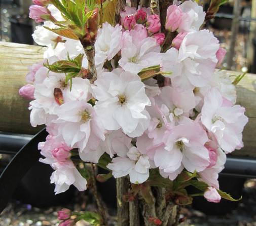 Вишня - сакура Prunus serrulata Amanogava 