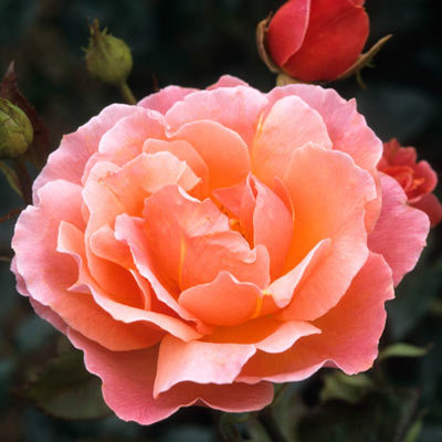 Роза Rósa Fragrant Delight