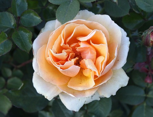 Роза Rósa Garden Glory