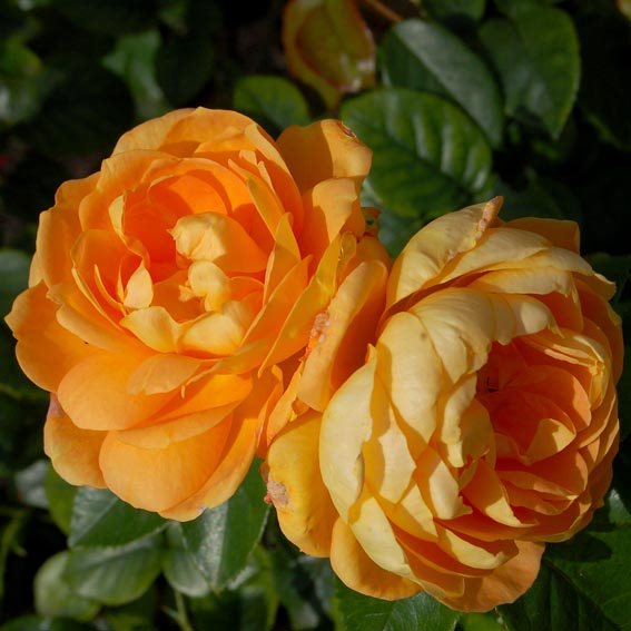 Роза Rósa Berstein Rose