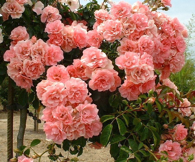 Роза на штамбе Rósa Marina