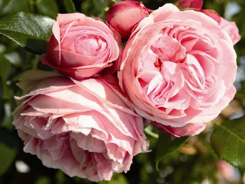 Роза Rósa Giardina