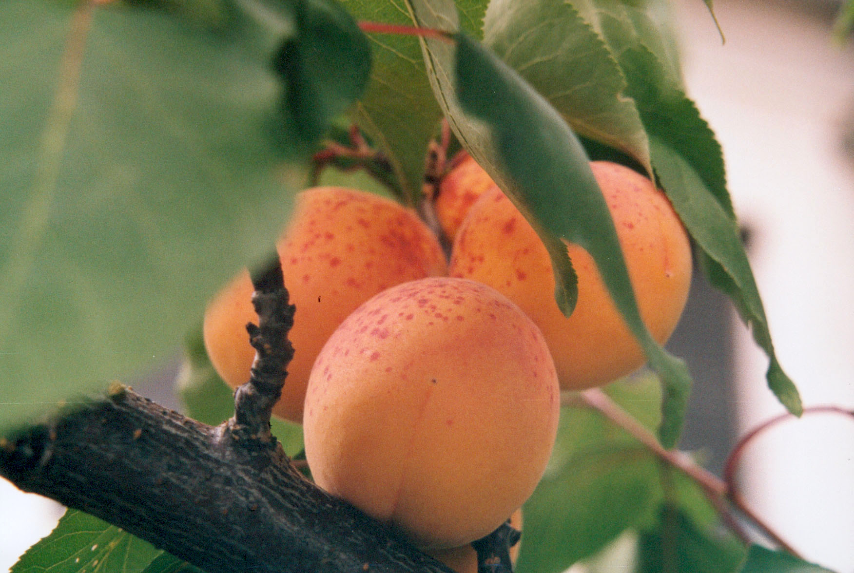 Низкорослые сорта абрикоса для средней полосы россии с фото