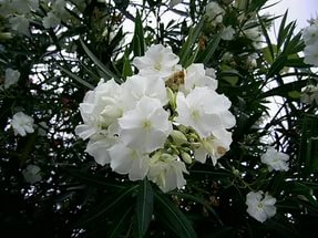 Олеандр обыкновенный  Nerium oleander Soeur Agnes 