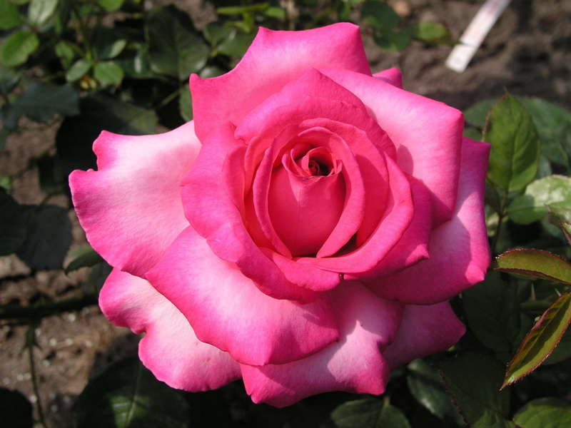 Роза Rósa Esmeralda