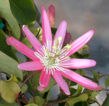 Страстоцвет (пассифлора)   Kewensis