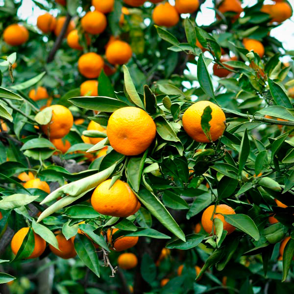 Мандариновое дерево Citrus reticulata Changsha