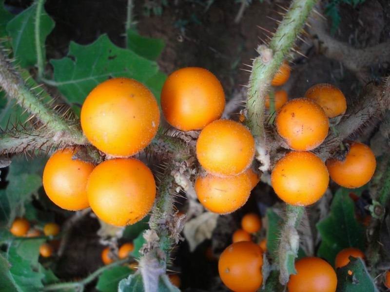 Наранхилла или Томат апельсиновый Solanum quitoense