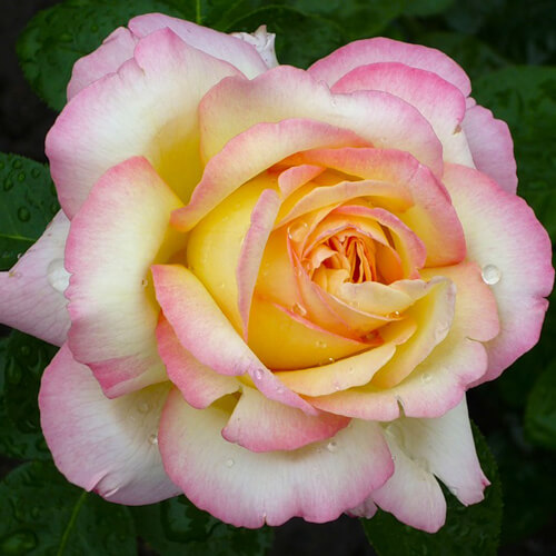 Роза на штамбе Rósa Gloria Dei