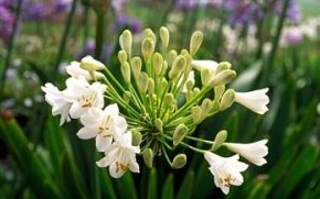 Лилия африканская или Цветок любви Agapanthus Yellow tips 