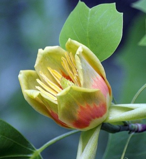 Лириодендрон, или Тюльпанное дерево Liriodendron Chapel Hill