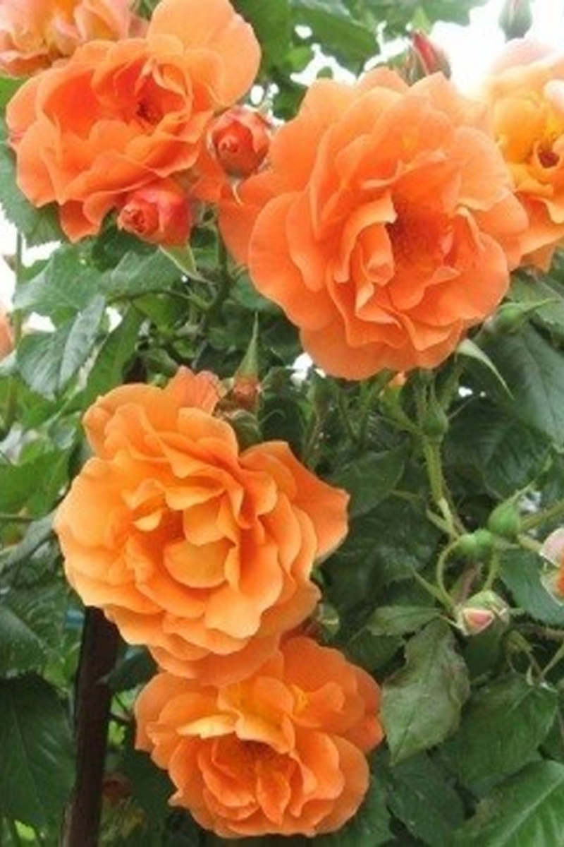 Роза Rósa Orange Dawn