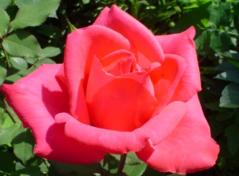 Роза Rósa Criterion