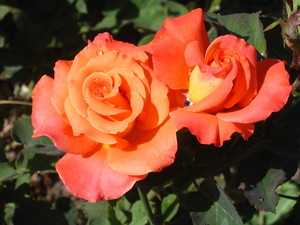 Роза Rósa Exotica