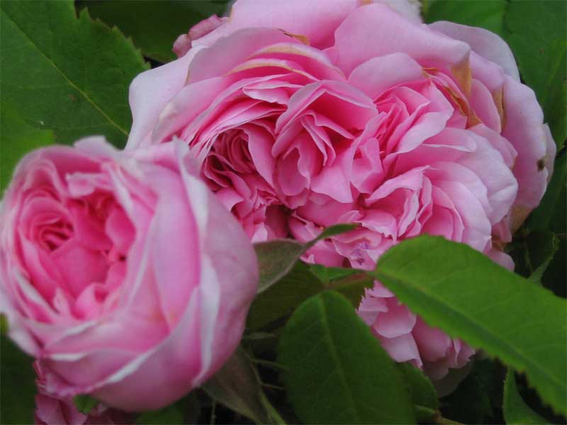 Роза Rósa Jacques Cartier