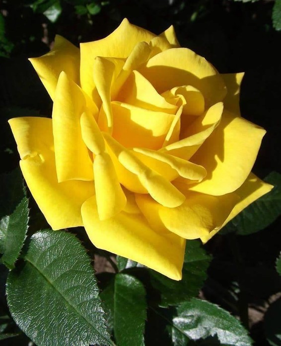 Роза Rósa Starlite