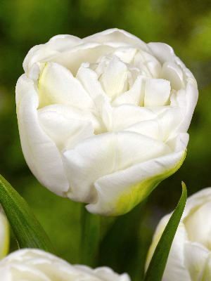 Тюльпан Túlipa White Heart