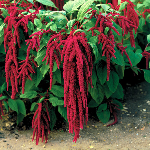 Амарант Amaranthus Flaming Fountains