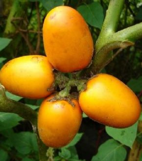 Кокона амазонская или Яблоко Ориноко или Томат персиковый Solanum sessiliflorum