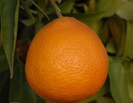 Клементин (гибрид мандарина и апельсина) Citrus clementina Carte Noir 