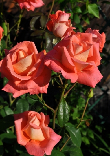 Роза на штамбе Rósa Folklore