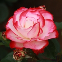 Роза Rósa Jubilee du Prince de Monaco