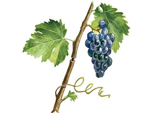 Ускорение созревания лозы и ягод винограда