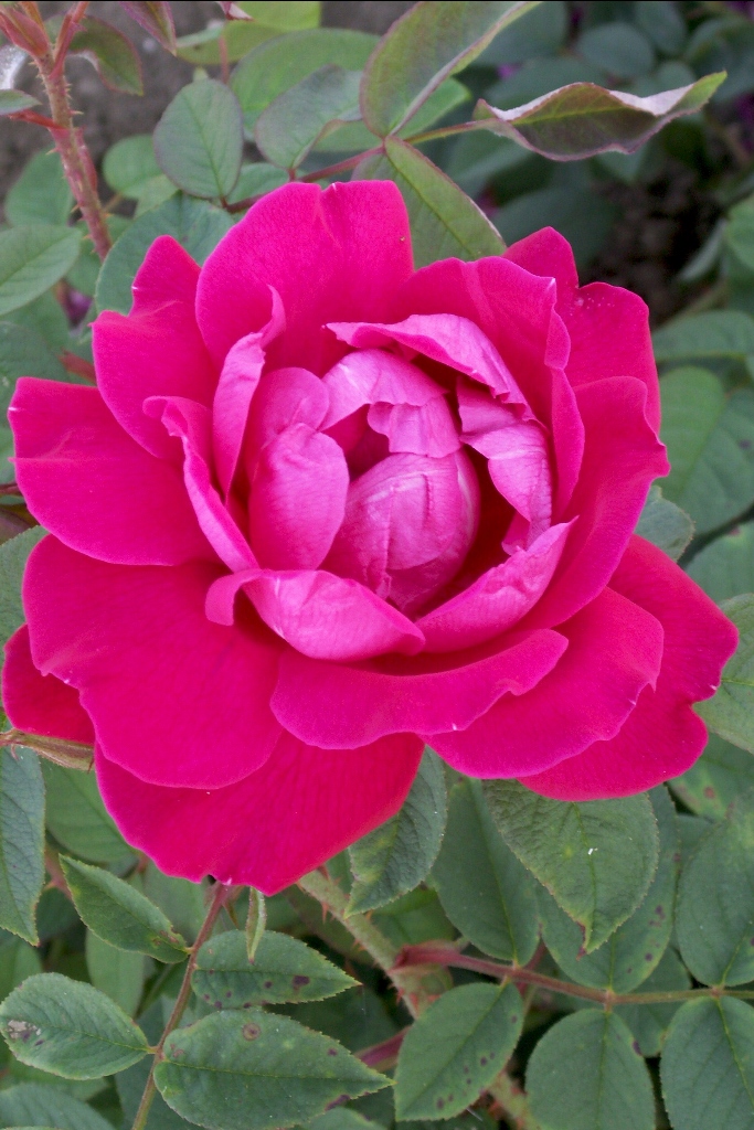 Роза Rósa Parfum de L'Hay