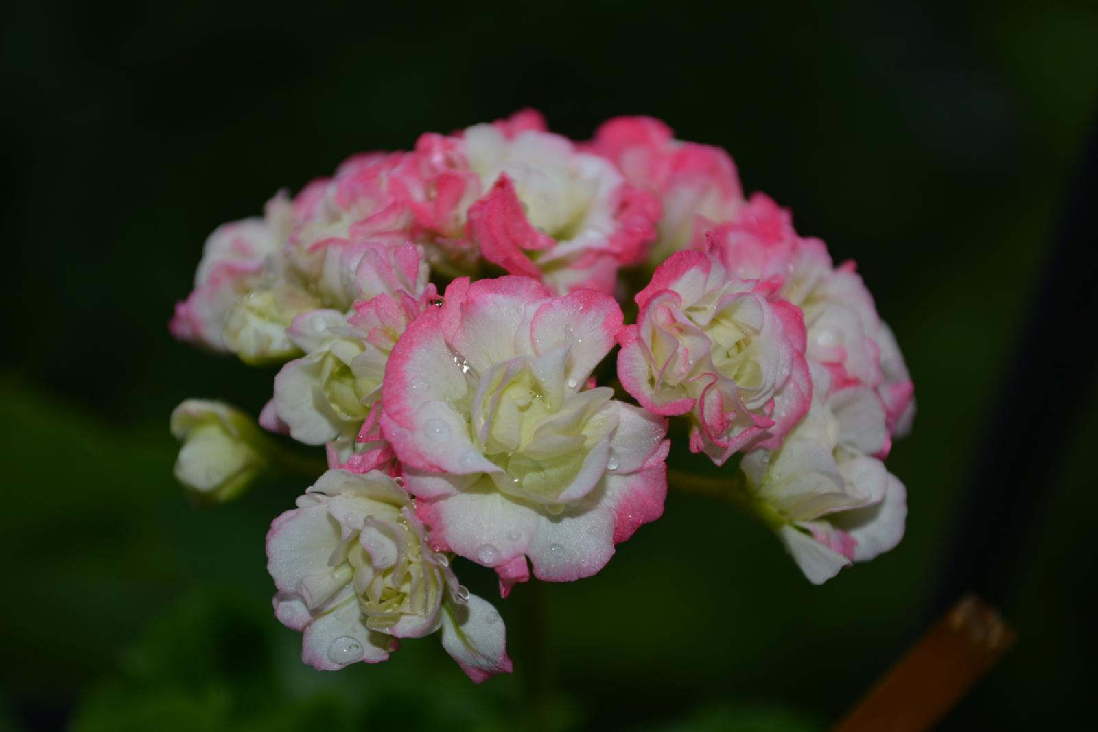 Apple blossom rosebud фото пеларгония фото