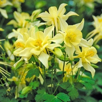 Аквилегия или Водосбор или Цветок Эльфов Aquilegia Brimstone yellow